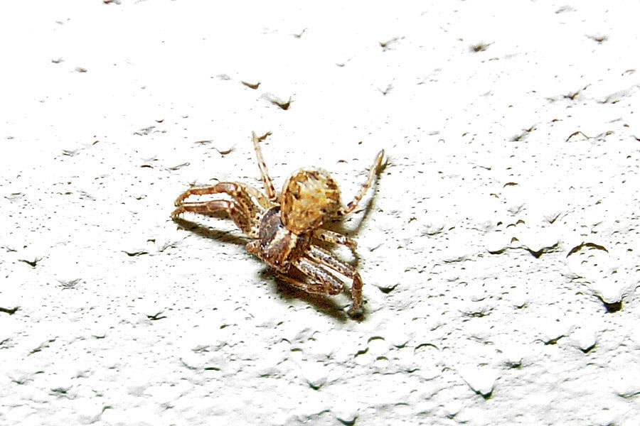 Riguardo allo Xysticus cristatus